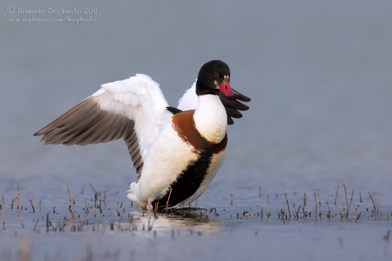 Shelduck (Tadorna tadorna)