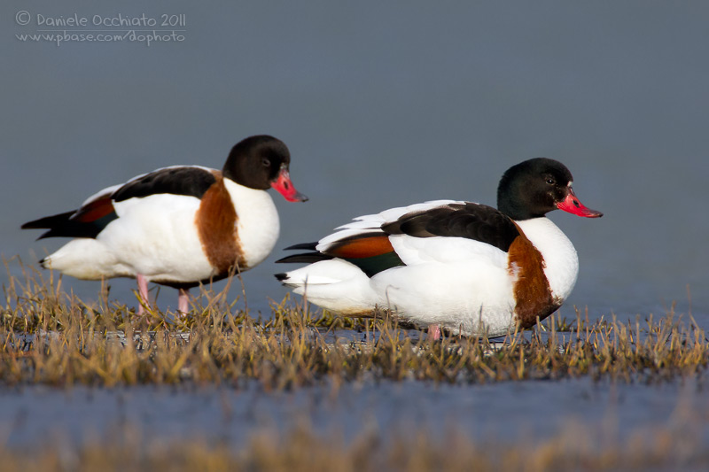 Shelduck (Tadorna tadorna)