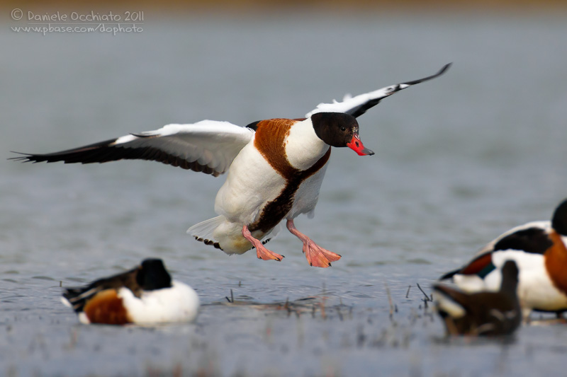 Shelduck (Tadorna tadorna)