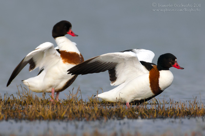 Shelduck (Tadorna tadorna)
