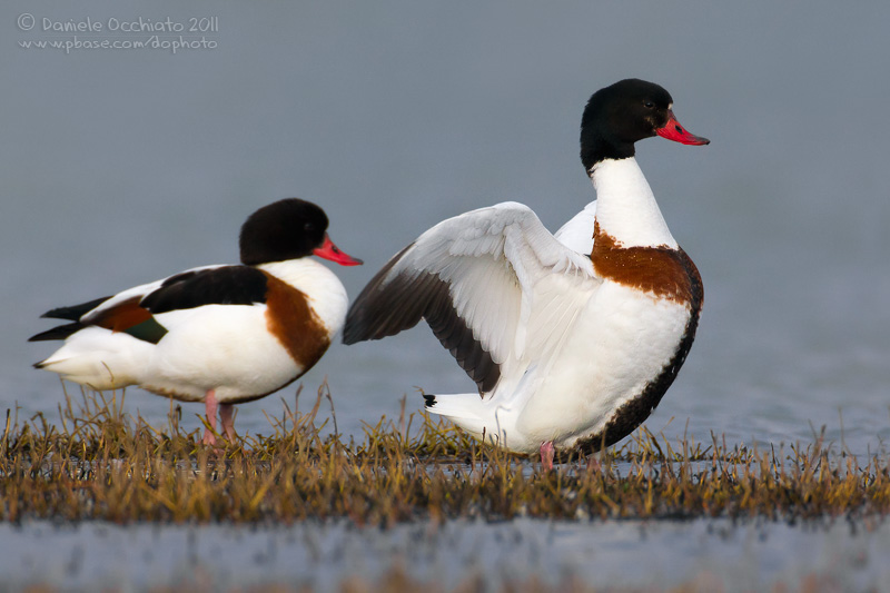 Shelduck (Tadorna tadorna)