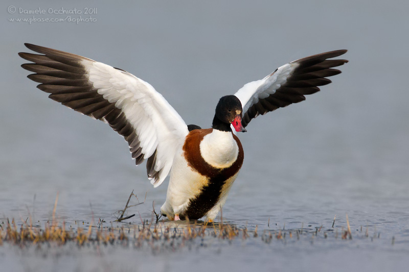 Shelduck (Tadorna tadorna)