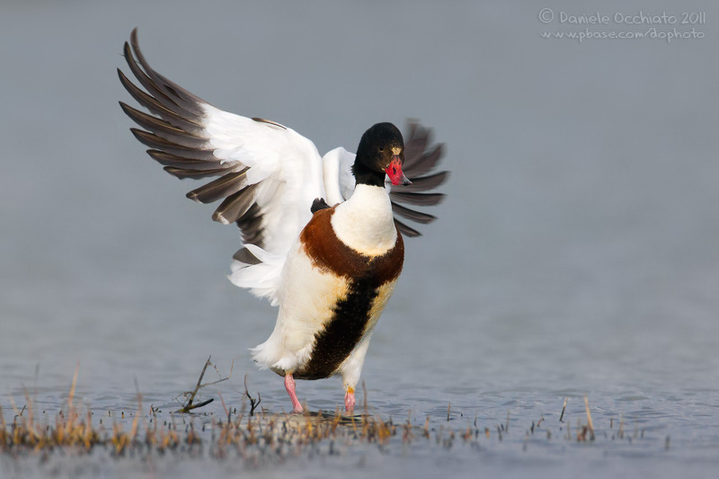 Shelduck (Tadorna tadorna)