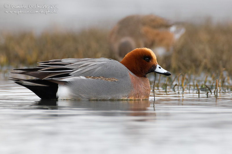 Eurasian Wigeon (Anas penelope)