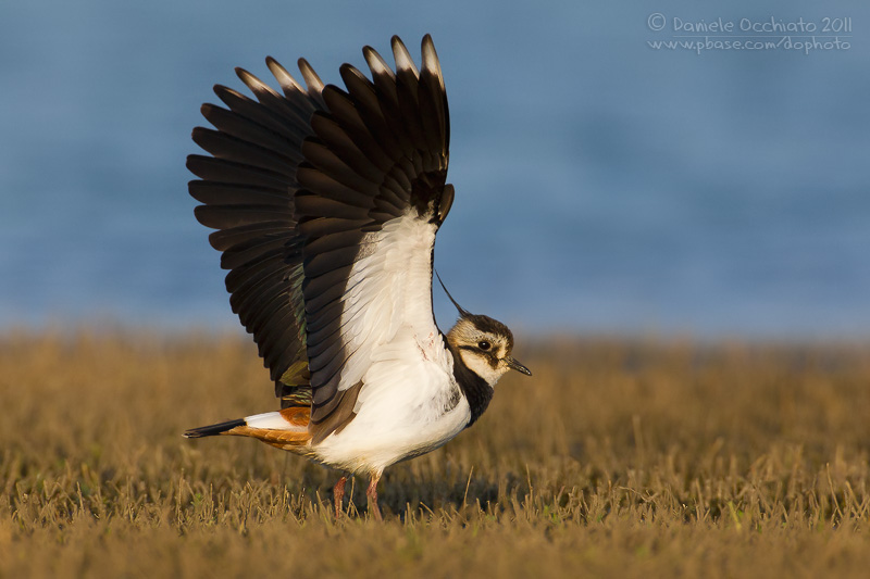 Northern Lapwing (Vanellus vanellus)