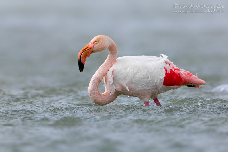 Flamingo (Phoenicopterus roseus)