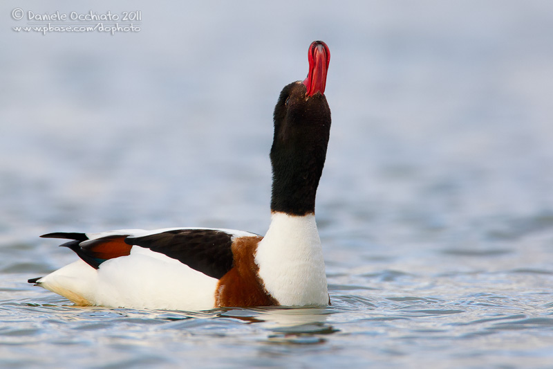 Shelduck (Tadorna tadorna)