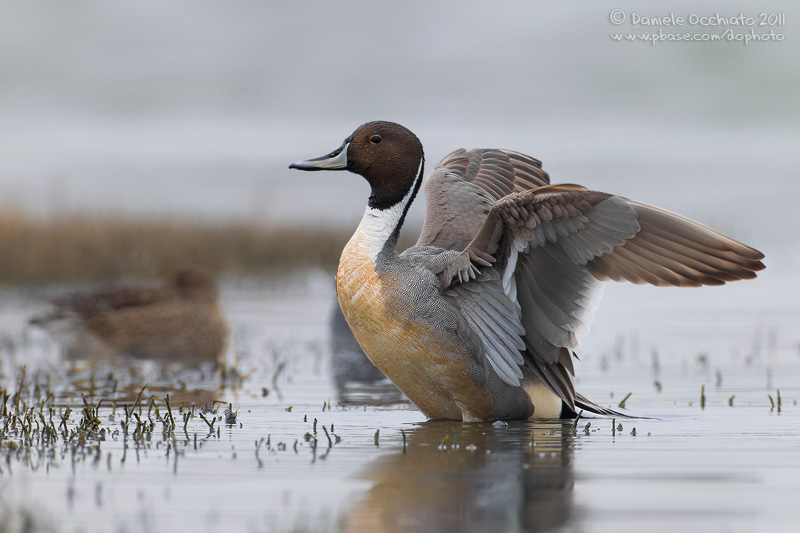 Northern Pintail (Anas acuta)
