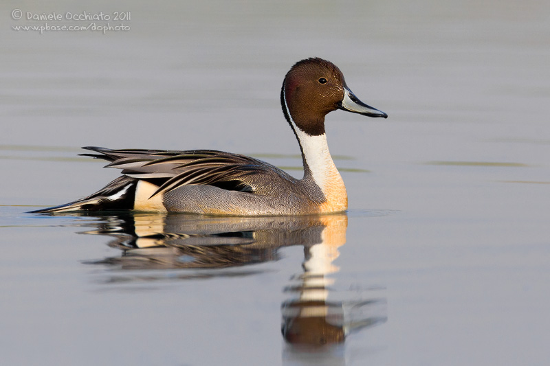 Northern Pintail (Anas acuta)