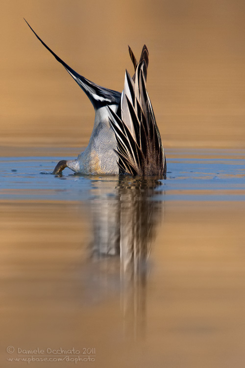 Northern Pintail (Anas acuta)