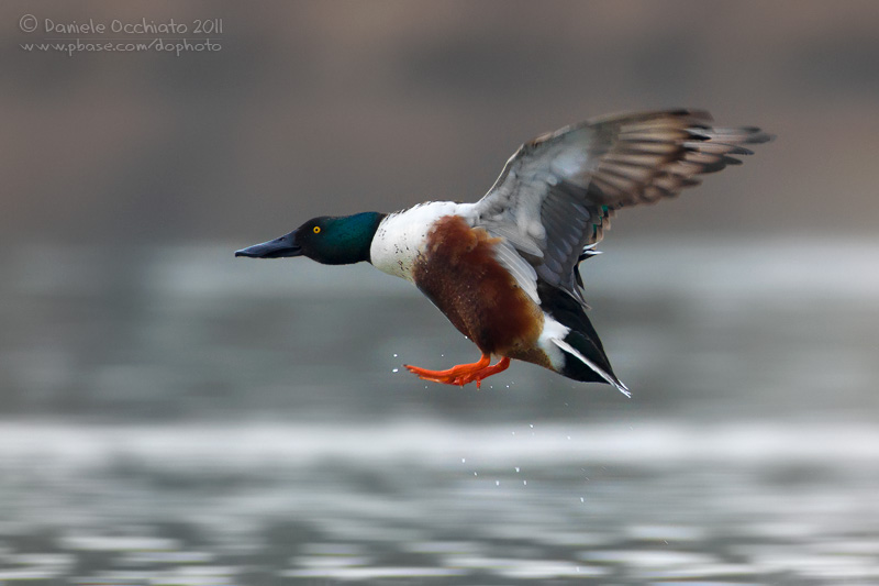 Northern Shoveler (Anas clypeata)