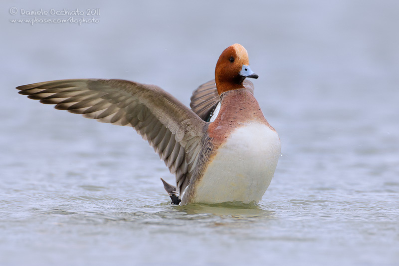 Eurasian Wigeon (Anas penelope)