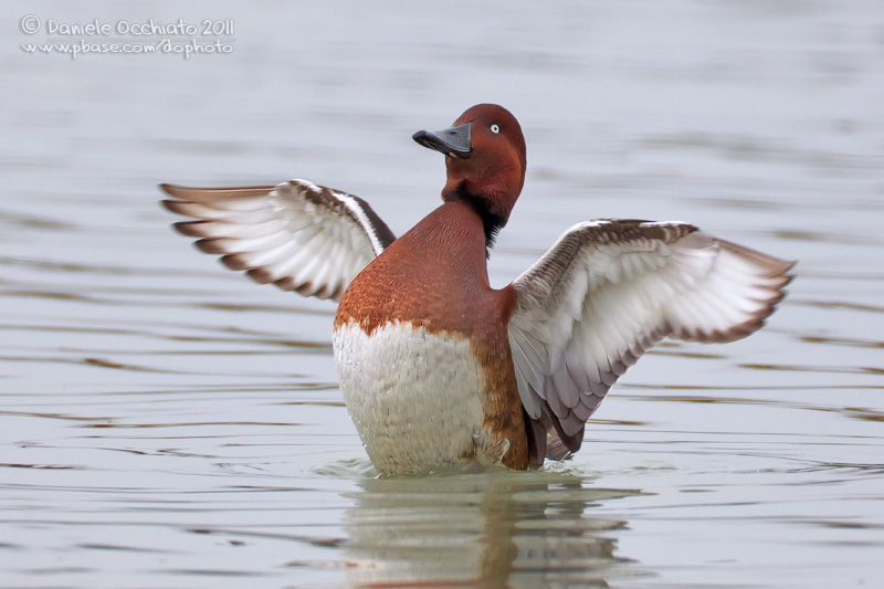 Ferruginous Duck (Aythya nyroca)