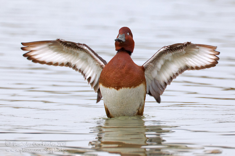 Ferruginous Duck (Aythya nyroca)