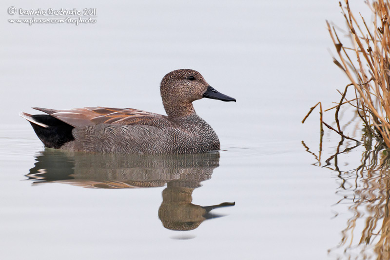 Gadwall (Anas strepera)