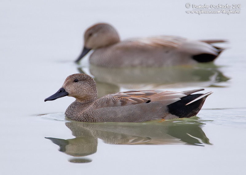 Gadwall (Anas strepera)