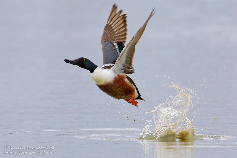 Northern Shoveler (Anas clypeata)