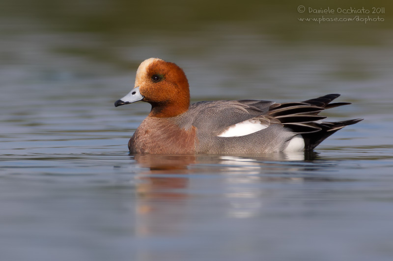 Eurasian Wigeon (Anas penelope)