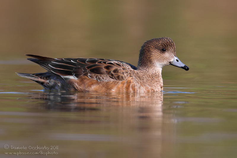 Eurasian Wigeon (Anas penelope)