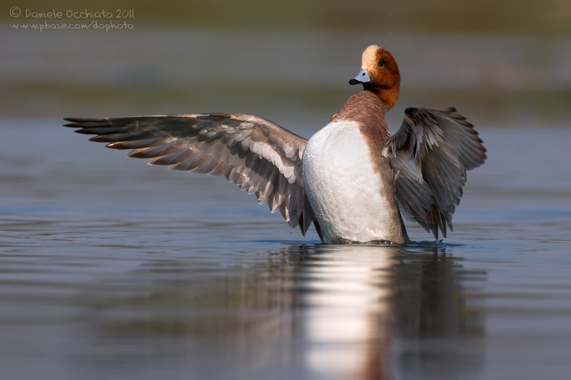 Eurasian Wigeon (Anas penelope)