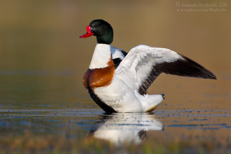 Shelduck (Tadorna tadorna)