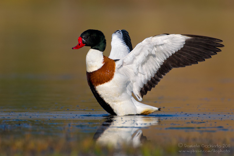 Shelduck (Tadorna tadorna)