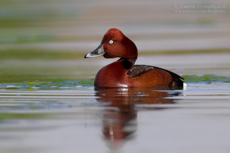Ferruginous Duck (Aythya nyroca)