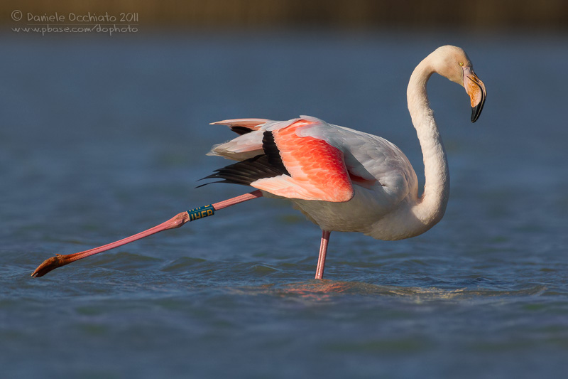 Flamingo (Phoenicopterus roseus)