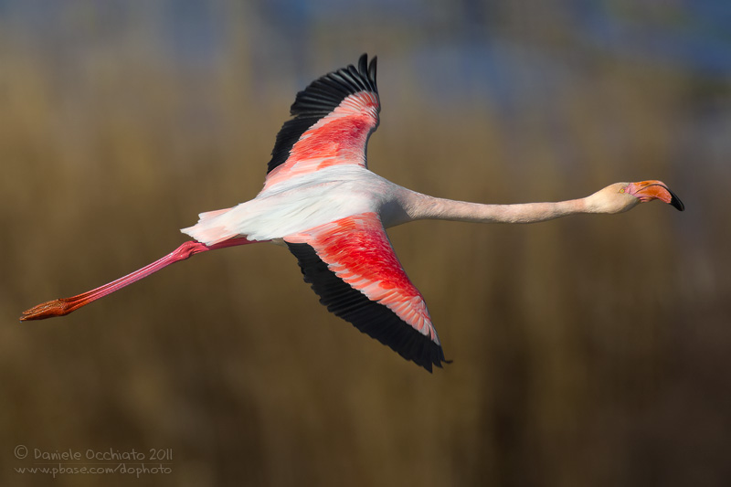 Flamingo (Phoenicopterus roseus)