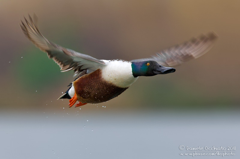 Northern Shoveler (Anas clypeata)