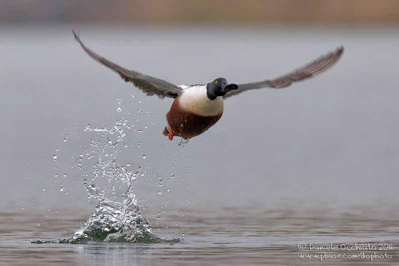 Northern Shoveler (Anas clypeata)