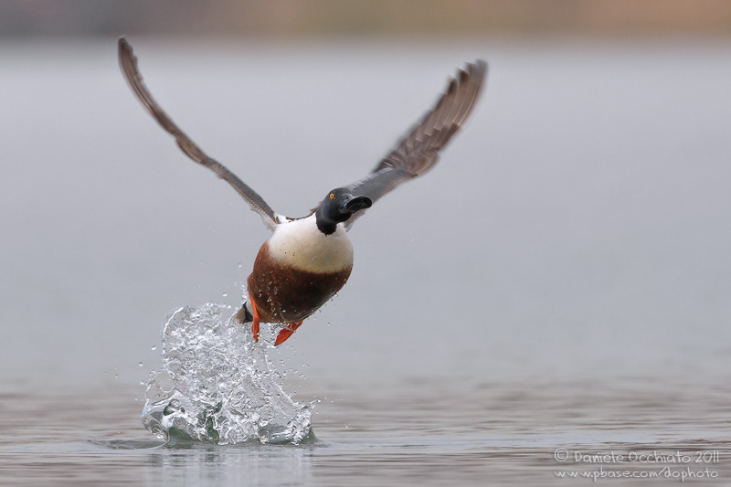 Northern Shoveler (Anas clypeata)