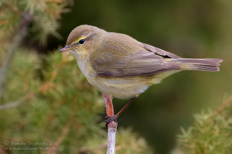 Chiffchaff (Phylloscopus collybita)