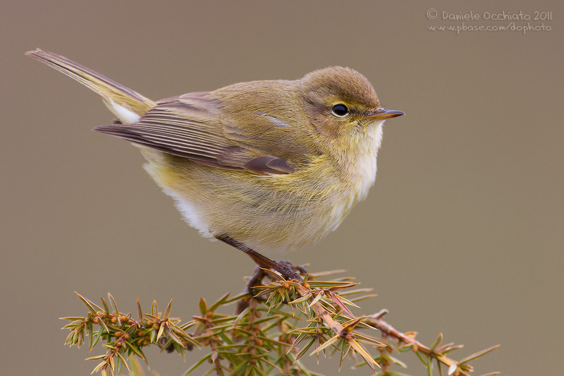 Chiffchaff (Phylloscopus collybita)