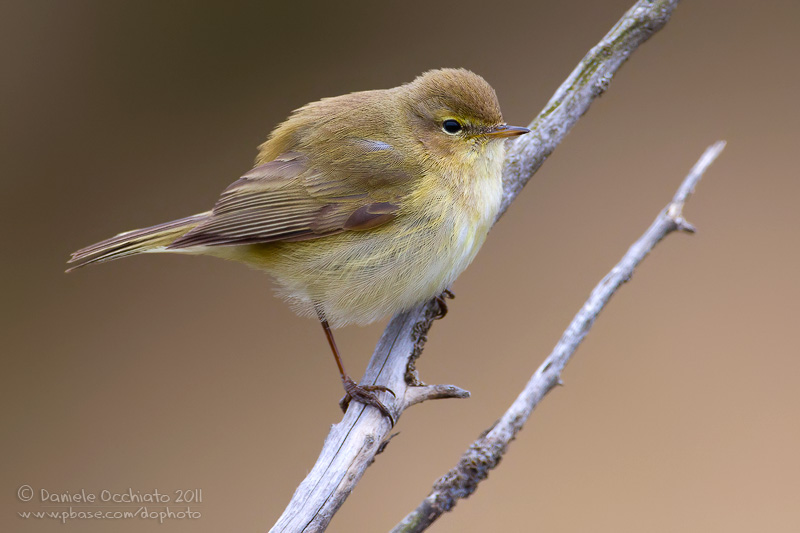 Chiffchaff (Phylloscopus collybita)