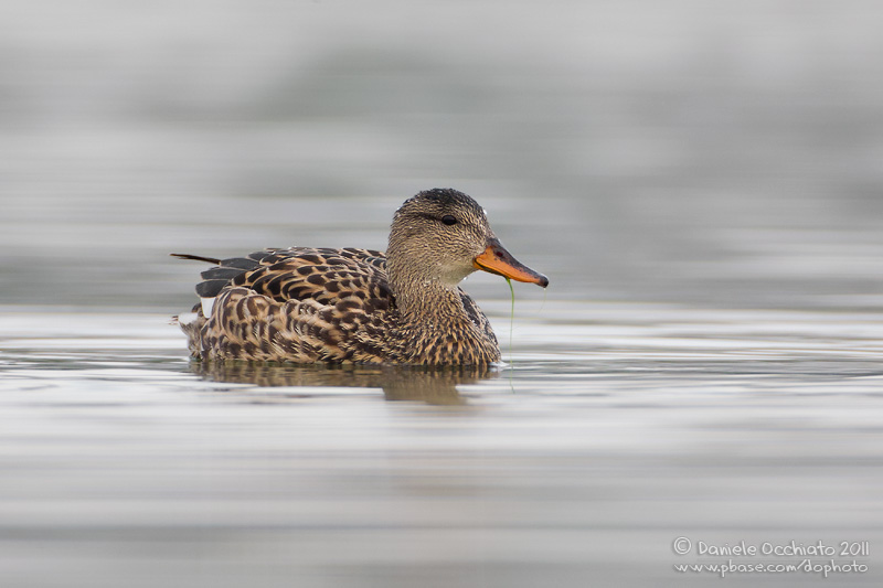 Gadwall (Anas strepera)