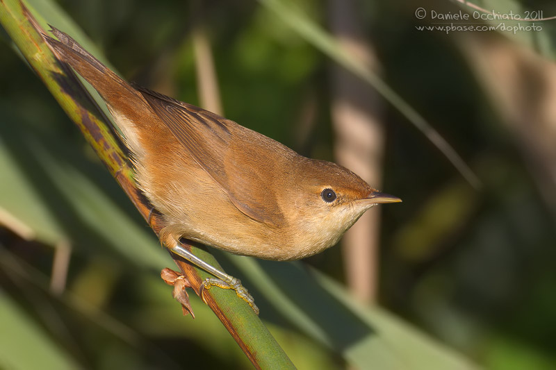 Reed Warbler (Acrocephalus scirpaceus)