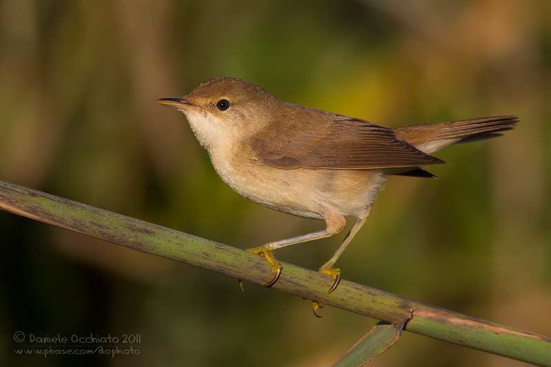 Eurasian Reed Warbler (Acrocephalus scirpaceus)