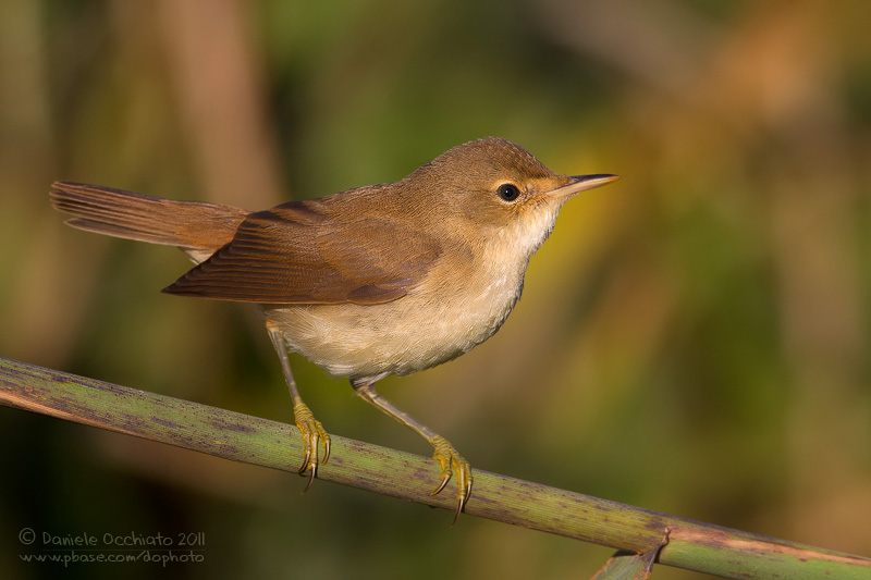 Eurasian Reed Warbler (Acrocephalus scirpaceus)