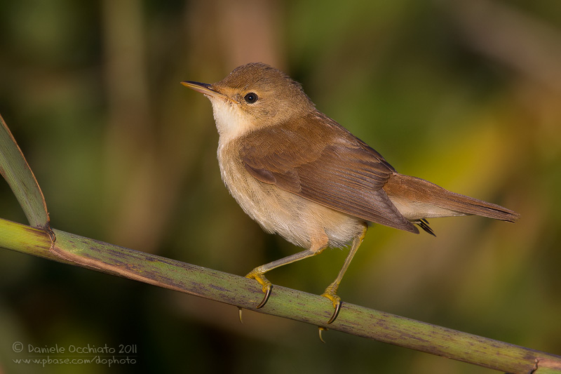 Eurasian Reed Warbler (Acrocephalus scirpaceus)