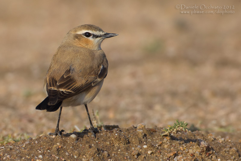 Isabelline Wheatear (Oenanthe isabellina)