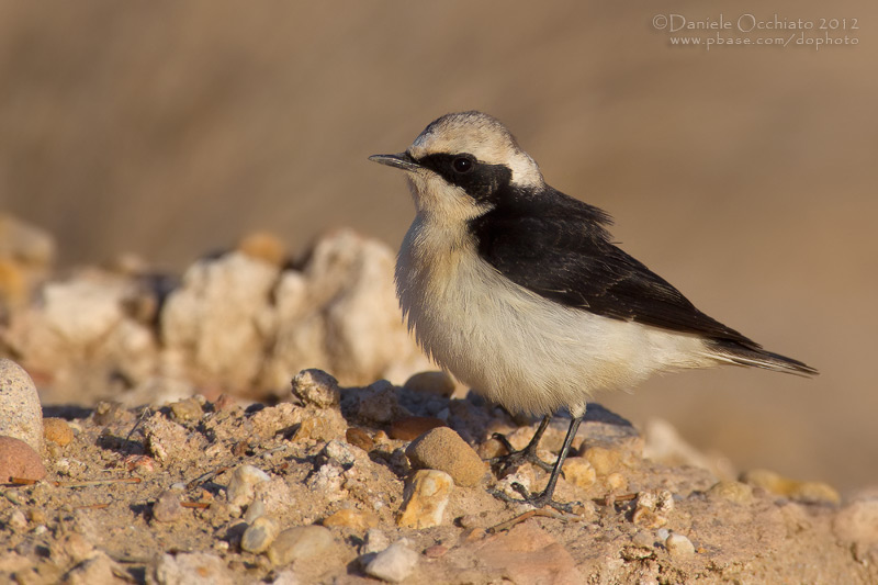 Pied Wheatear (Oenanthe pleshanka var. vittata)