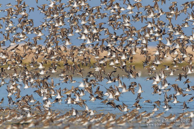 Dunlin (Calidris alpina)