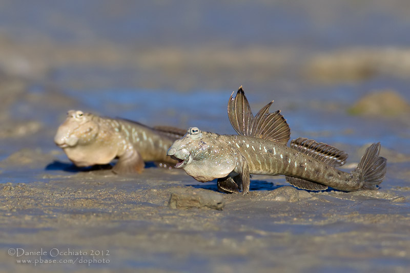 Periophthalmus koelreuteri