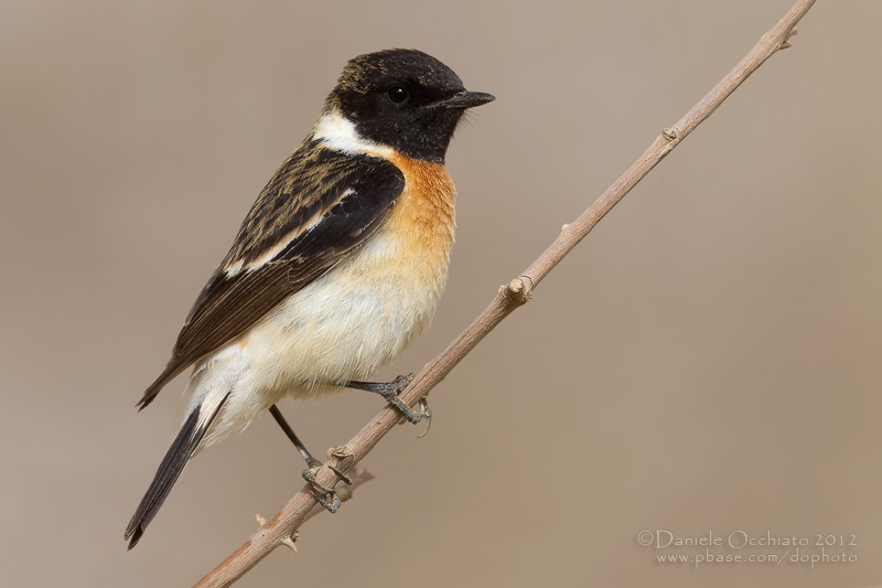 Caspian Stonechat (Saxicola maurus variegatus)