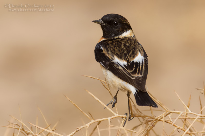 Caspian Stonechat (Saxicola maurus variegatus)