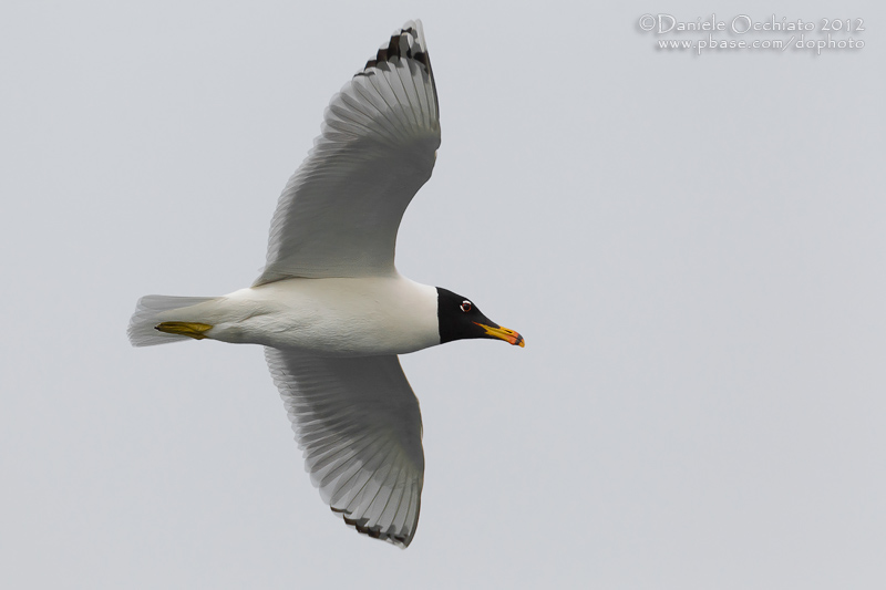 Great Black-headed Gull (Ichthyaetus ichthyaetus)