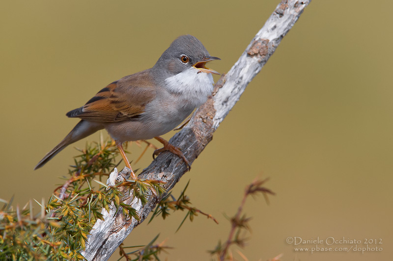 Common Whitethroat (Sylvia communis)