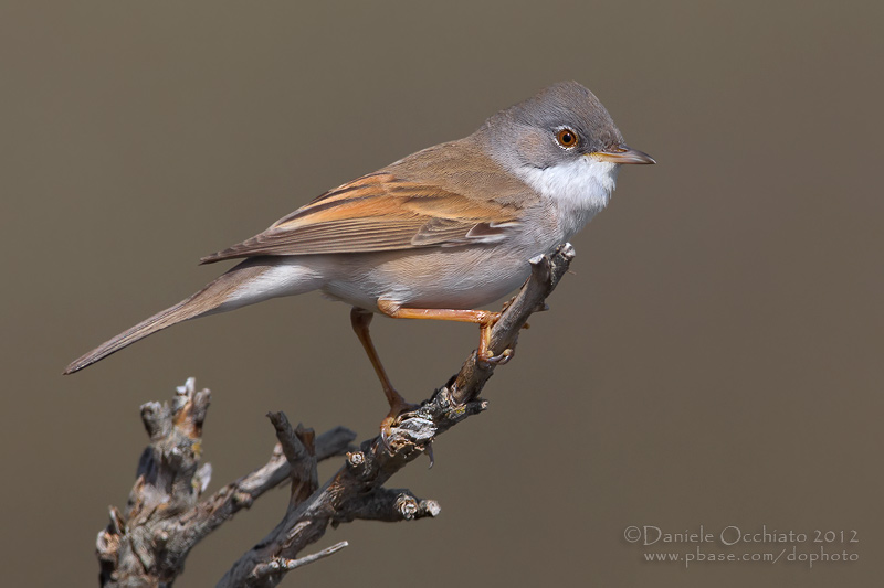 Common Whitethroat (Sylvia communis)