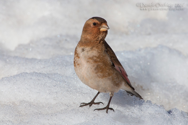 African Crimson-winged Finch (Rhodopechys alienus)